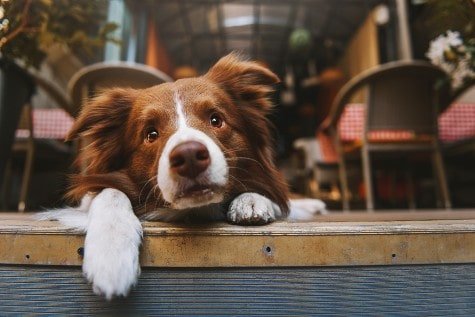 Dog on a patio at a dog-friendly retaurant